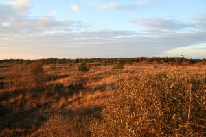 Former-Lough-Boora-Mesolithic-Site 